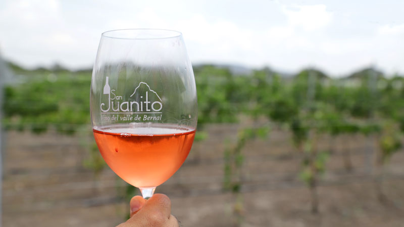 Viñedos San Juanito, ganador de los Travellers’ Choice Awards 2024 de Tripadvisor