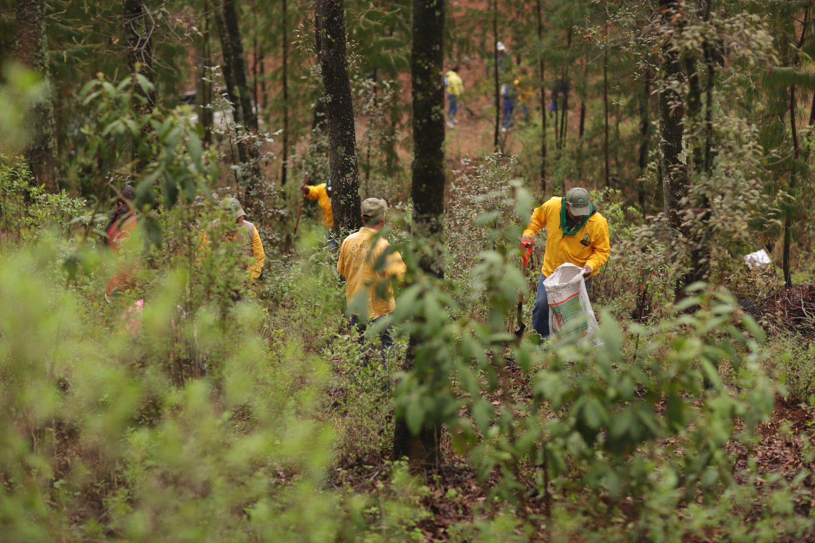 Reforesta SEDEA en comunidades de Amealco